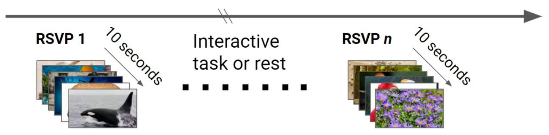 Time course of brain-based authentication using rapid serial visual presentation prompts.